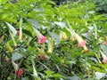 Bunch of blooming Brugmansia versicolor, also known as angelÃ¢â¬â¢s trumpets